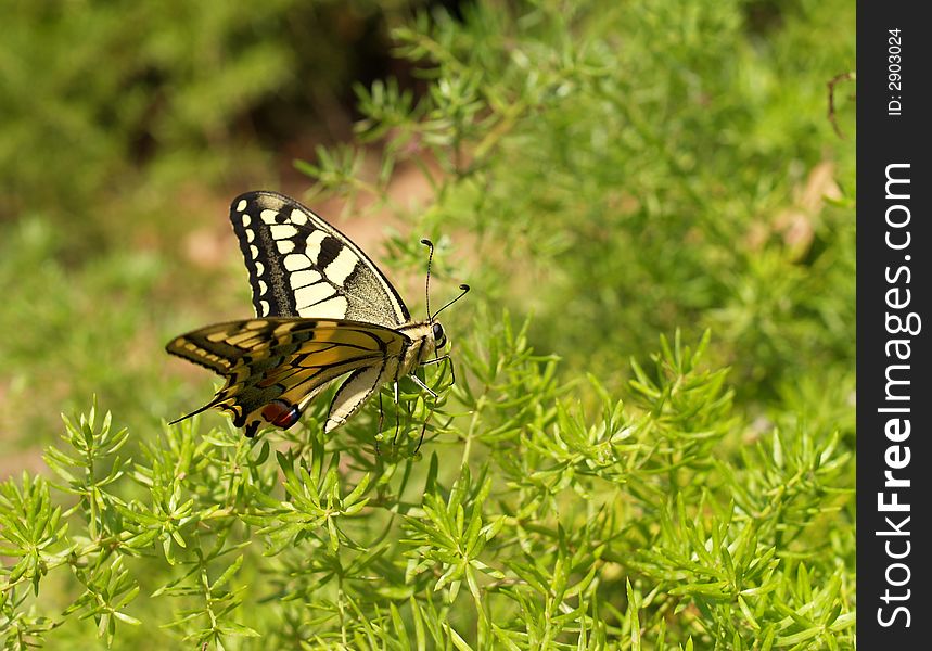 Butterfly on a green plant in a park