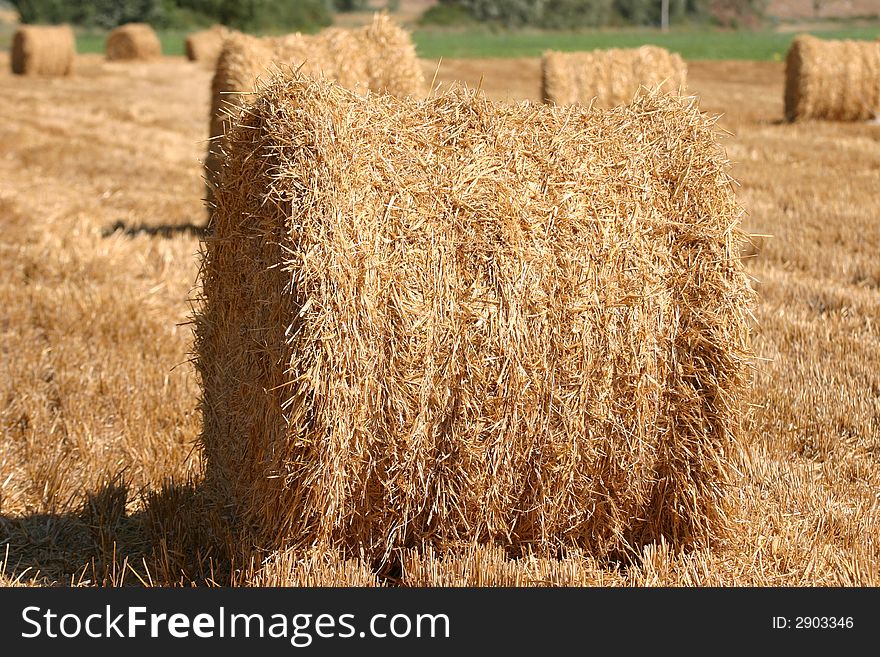 Rolls of hay in a field after the harvest