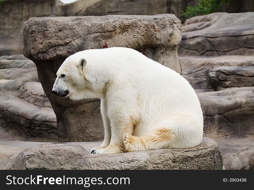 A polar bear that resides in the Cleveland Metro Park Zoo. A polar bear that resides in the Cleveland Metro Park Zoo
