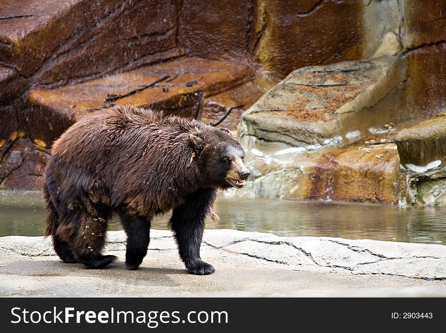 A large shaggy brown bear in the Cleveland Zoo.