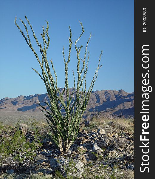 A plant survives in the heat of Joshua Tree National Park. A plant survives in the heat of Joshua Tree National Park
