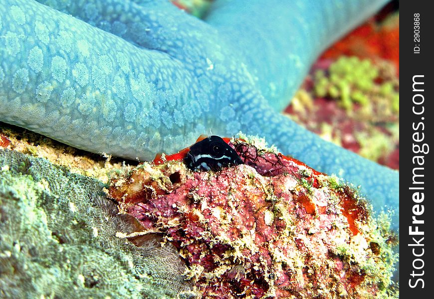 Blenny Hiding