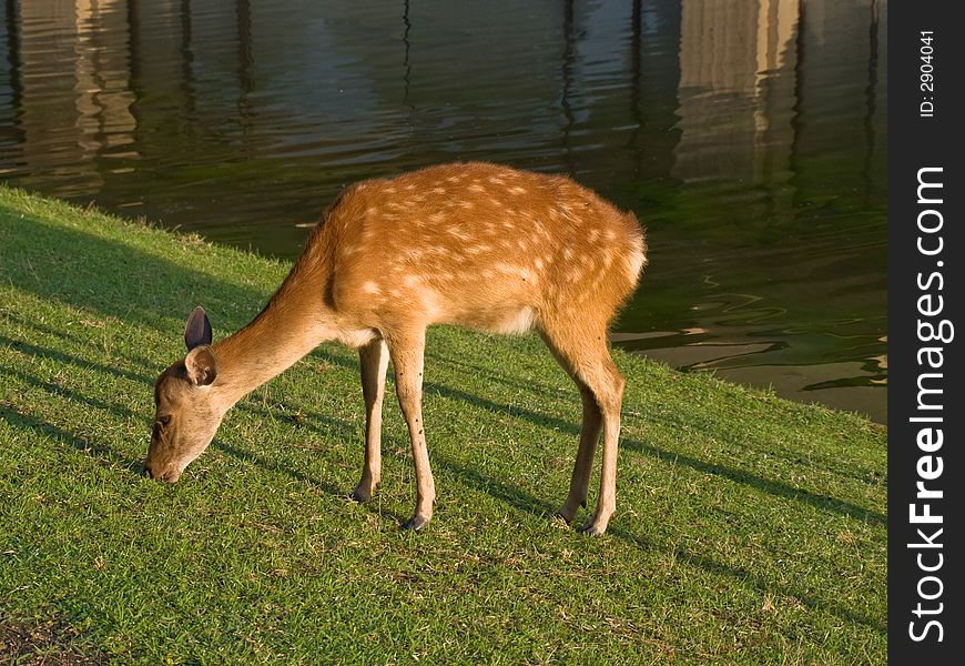 Single wild sika deer fawn grazing on grass beside water in Nara Park near Todai-ji temple in Nara, Japan. In Nara city over 1,200 wild deer roam freely around the parks and temples. Single wild sika deer fawn grazing on grass beside water in Nara Park near Todai-ji temple in Nara, Japan. In Nara city over 1,200 wild deer roam freely around the parks and temples.