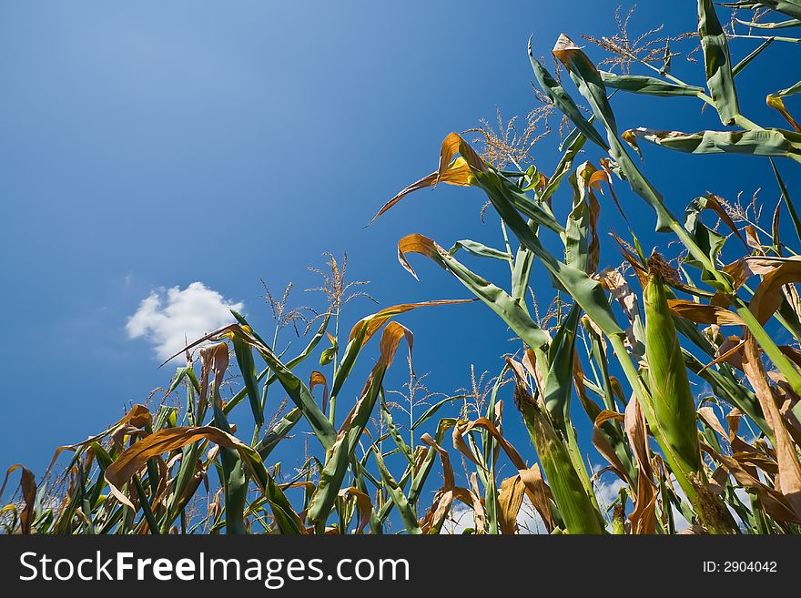 A cornfield in mid-summer just before harvest.