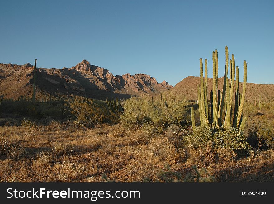 Sunset in southern Arizona casts a warm glow on the organ pipe cactus. Sunset in southern Arizona casts a warm glow on the organ pipe cactus.