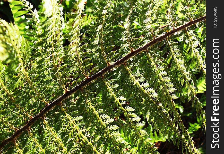 Macro of green fern in the garden