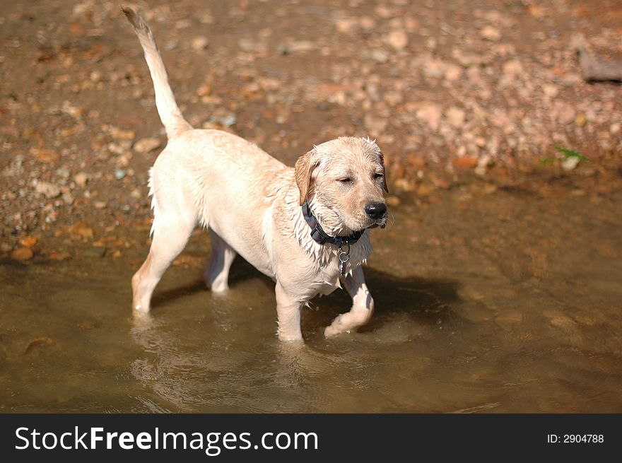 A labrador puppy plays in the water