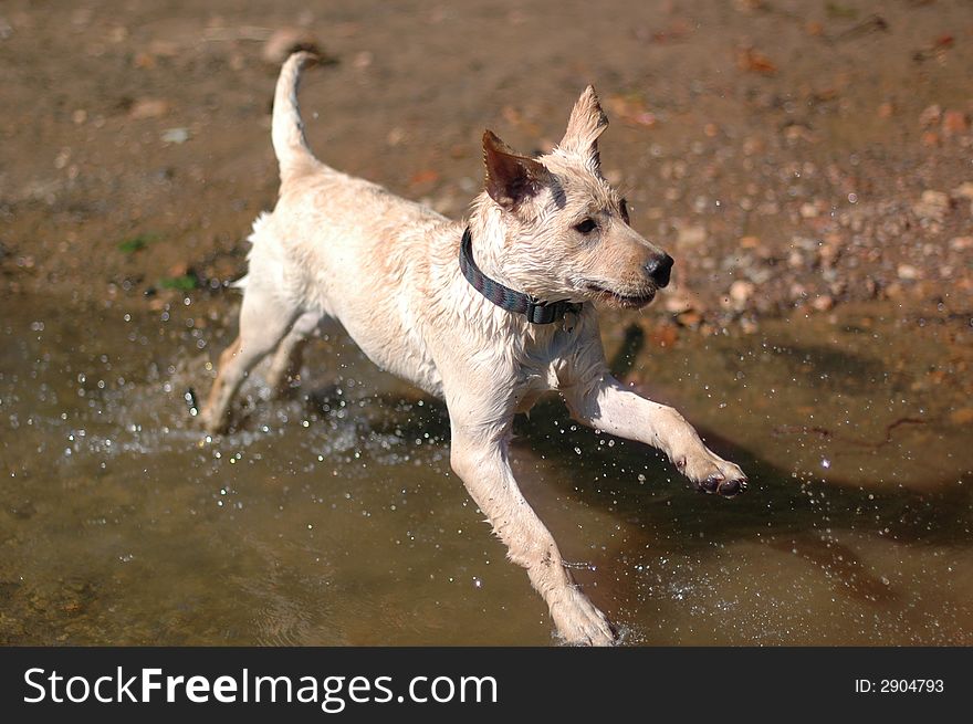 A labrador puppy plays in the water