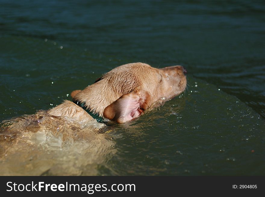 A labrador swimming in the water