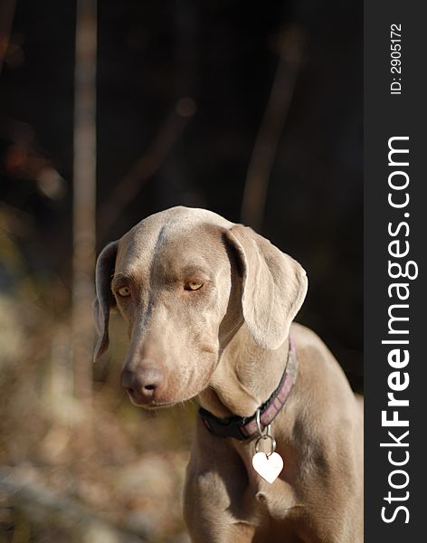 A weimaraner puppy in the outdoors.
