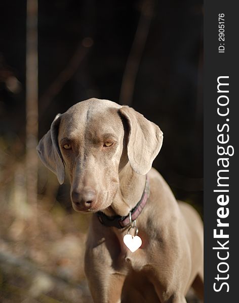 A weimaraner puppy in the outdoors.