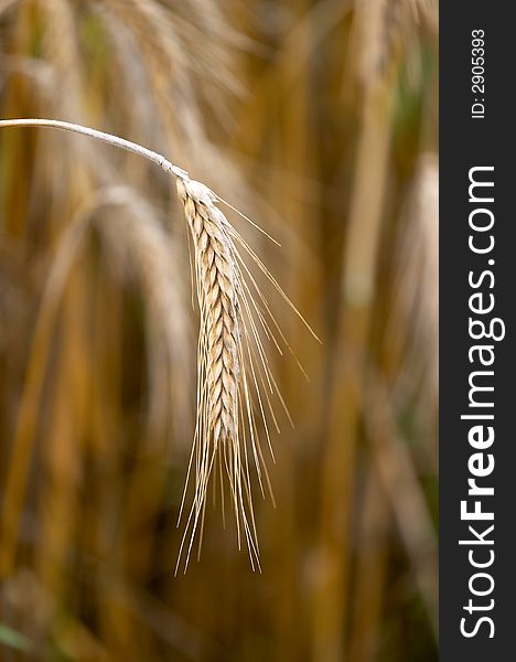 Mature ears of wheat, have bent to the ground,. Mature ears of wheat, have bent to the ground,