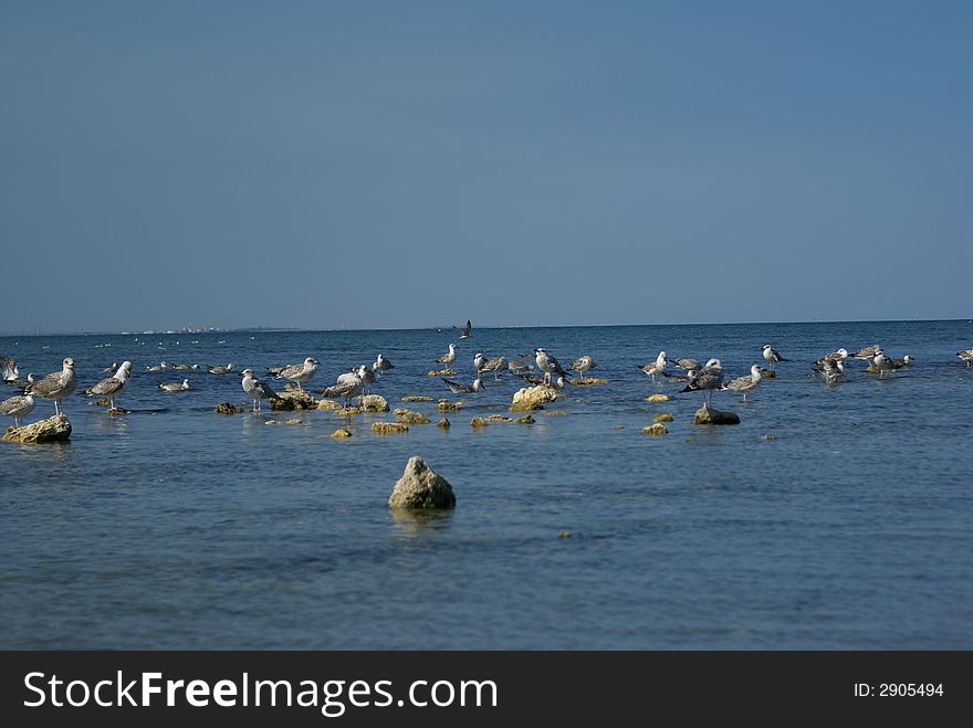 Dozen of quakers at the sea side