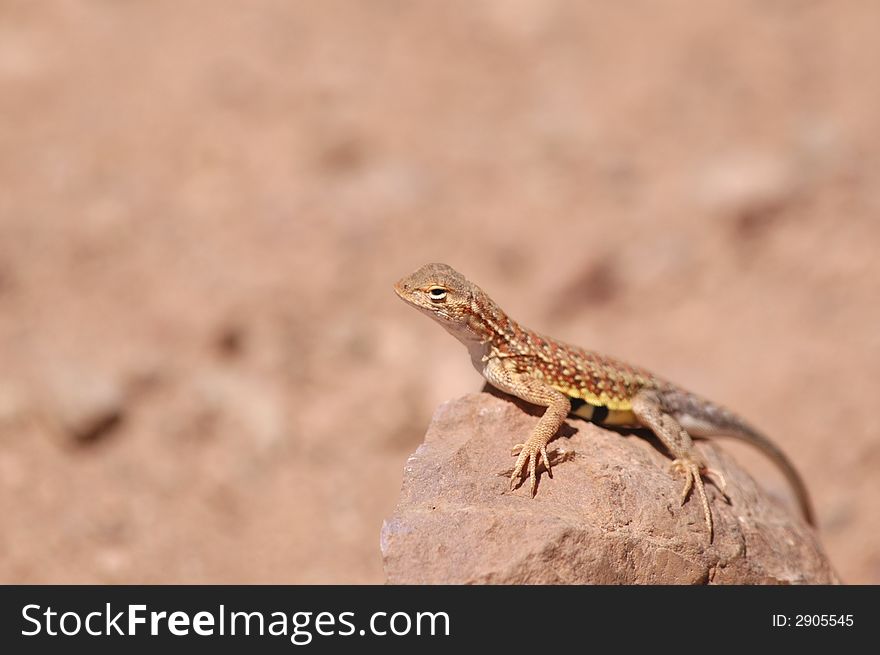 A lizard basks on a rock in the bright Arizona sun. A lizard basks on a rock in the bright Arizona sun.
