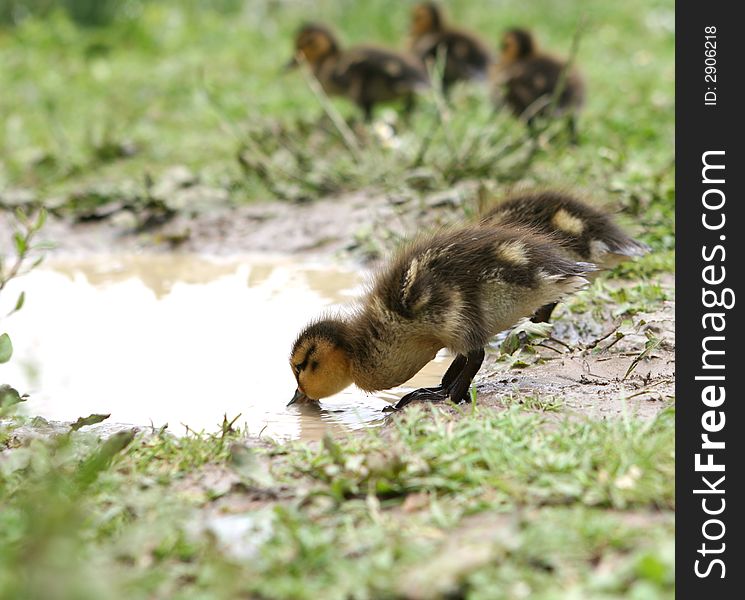 A newly hatched duckling drinks from a puddle. A newly hatched duckling drinks from a puddle