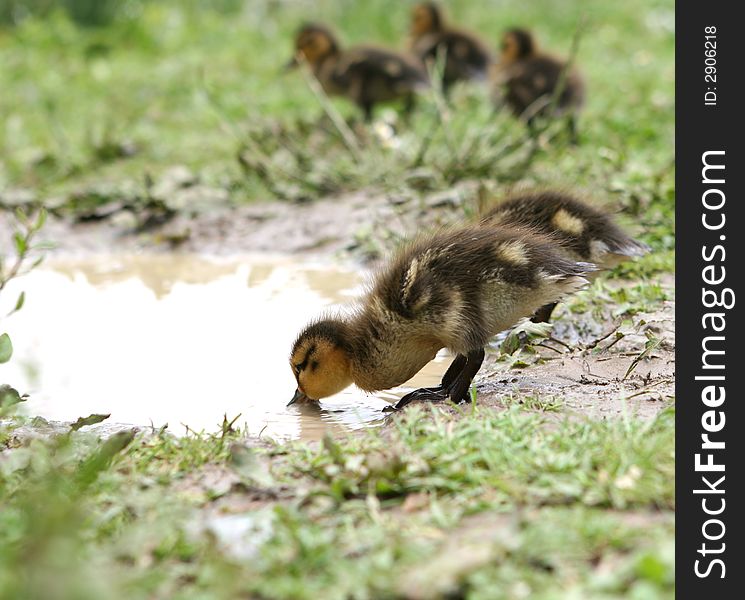 Drinking Duckling