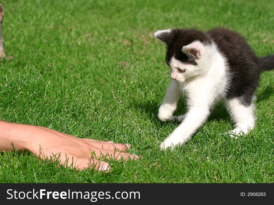 Little kitten, sitting in the grass and playing with a human hand which is moving. Little kitten, sitting in the grass and playing with a human hand which is moving