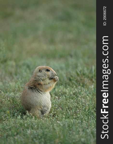 A prairie dog sits alone and has a grassland snack. A prairie dog sits alone and has a grassland snack.