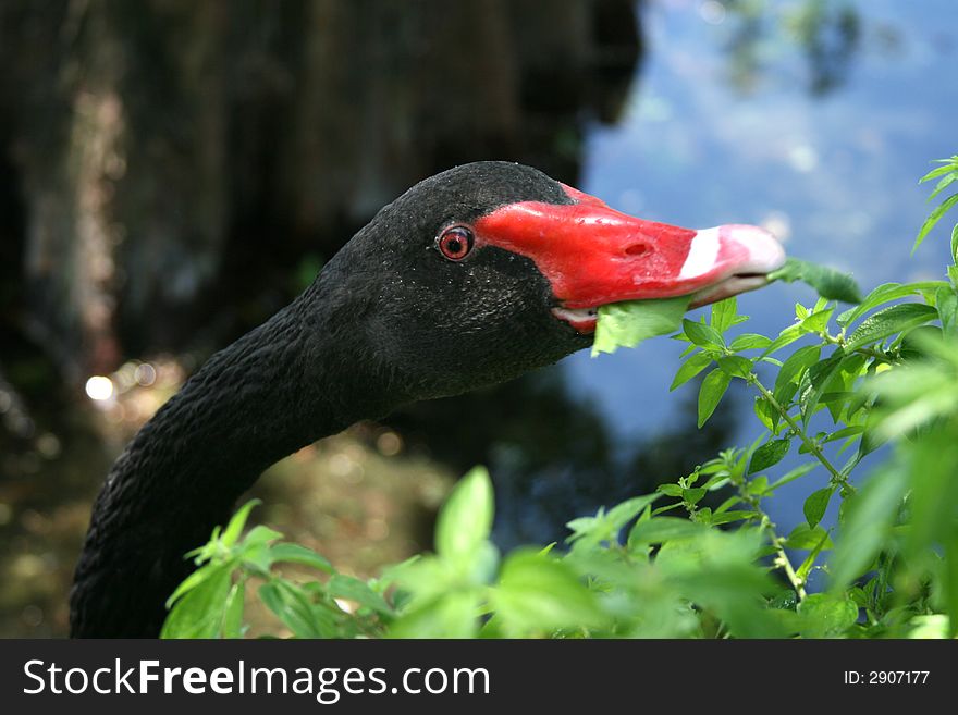 A black swan eating natural vegetation near a lake in Orlando, Florida.