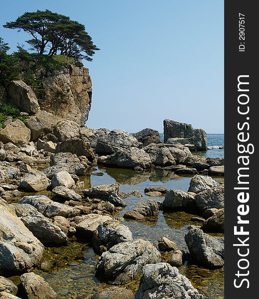 Rocky coast with pines