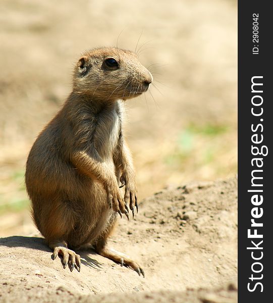 This Blacktail Prairie Dog is sitting erect on top of his mound, ready to sound the alert bark and warn his town of danger.