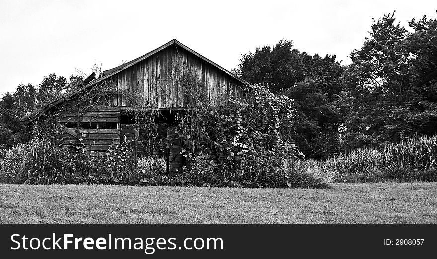 A black and white photo of a barn covered in vines and leaves. A black and white photo of a barn covered in vines and leaves