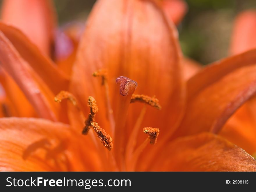 Closeup of a red or orangey red lily flower.