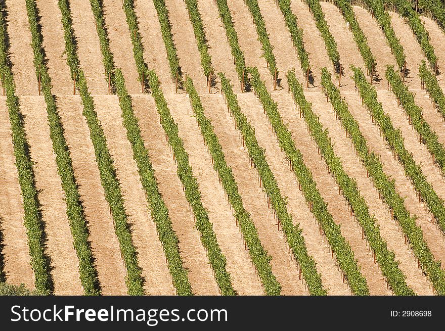 Rows of supported and trained vines in a terraced vineyard in hills of Northern California. Rows of supported and trained vines in a terraced vineyard in hills of Northern California