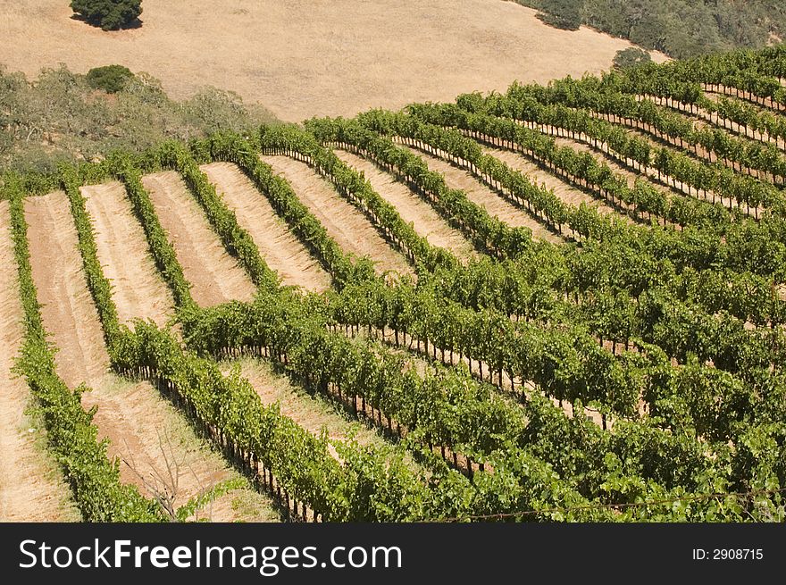 Rows of supported and trained vines in a terraced vineyard in the rolling hills of Northern California. Rows of supported and trained vines in a terraced vineyard in the rolling hills of Northern California