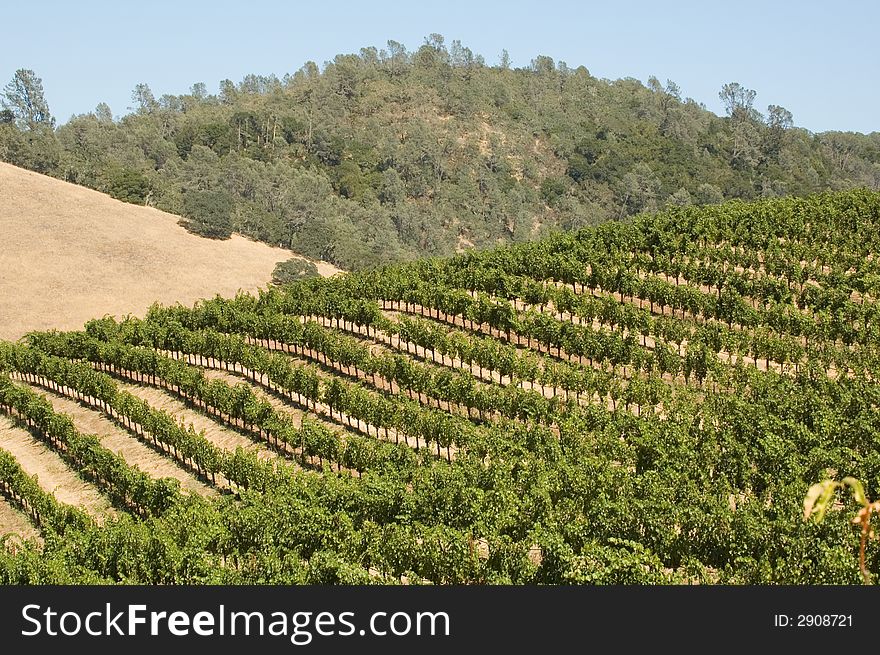 Rows of supported and trained vines in a terraced vineyard in the rolling hills of Northern California. Rows of supported and trained vines in a terraced vineyard in the rolling hills of Northern California