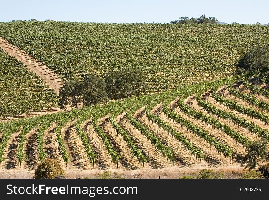 Rows of supported and trained vines in a terraced vineyard in the rolling hills of Northern California. Rows of supported and trained vines in a terraced vineyard in the rolling hills of Northern California