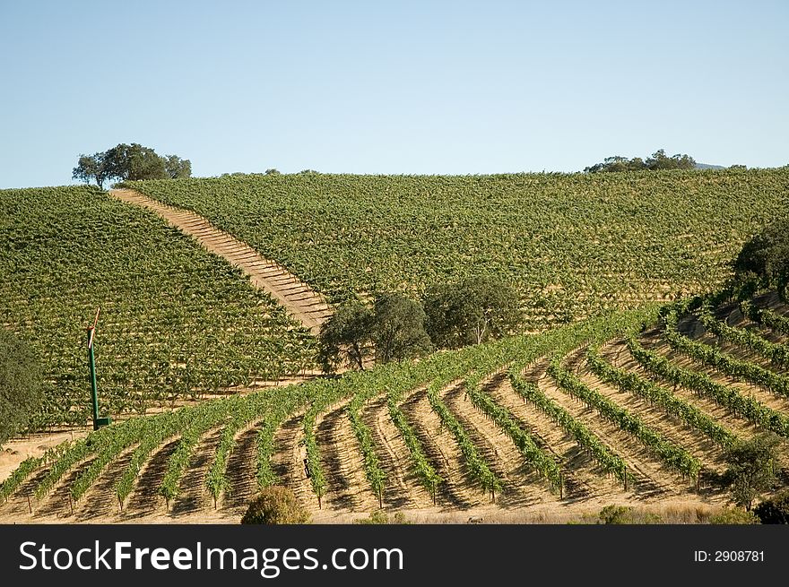 Rows of supported and trained vines in a terraced vineyard in the rolling hills of Northern California. Rows of supported and trained vines in a terraced vineyard in the rolling hills of Northern California
