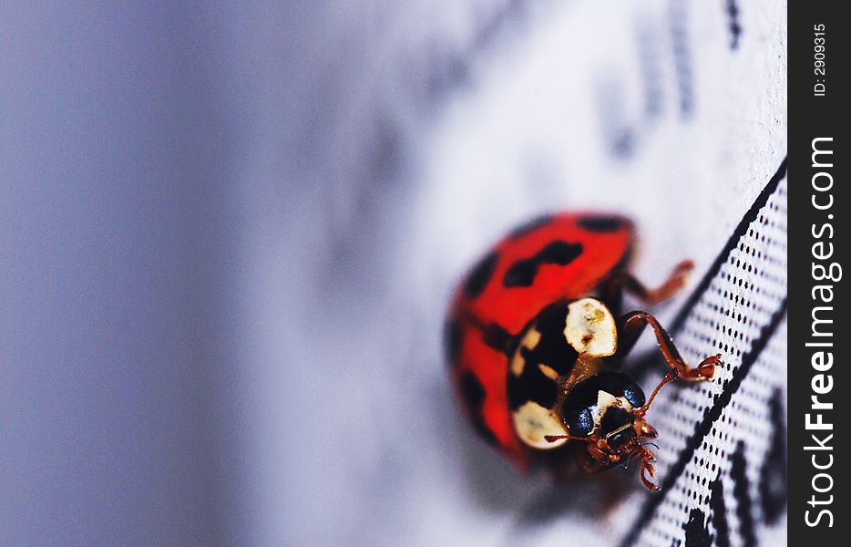 Lady-beetle on newspaper sheet