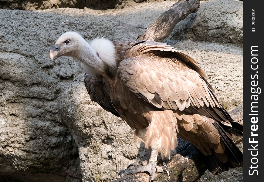 Gyps Fulvus Hablizl (whitehead griffin) at the Hungarian Zoo