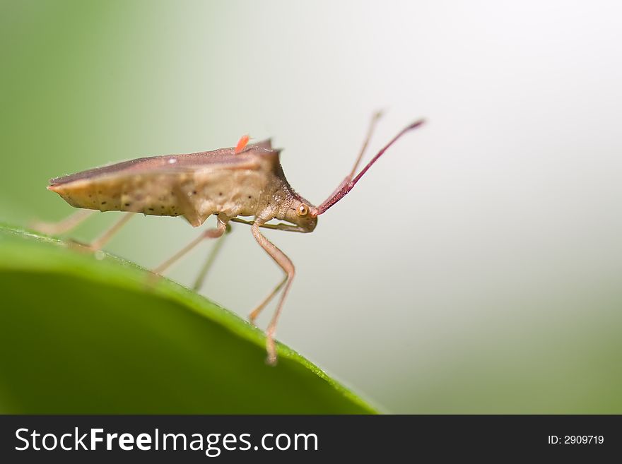 Stinkbug is one of the biggest insect family. Normally it could release fume to prevent it from predators. With the sting like mouth, it drinks the fluid of plants for living.