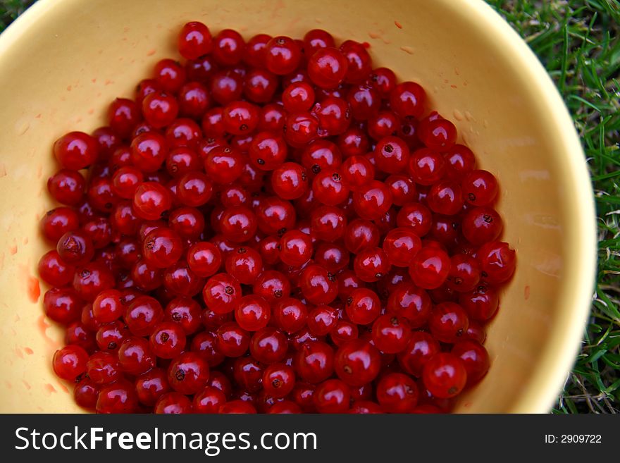Red currants in the dish, 
Ribes