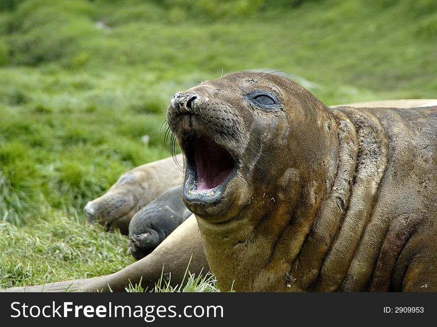 Elephant Seals Sout Georgia, Antarctica