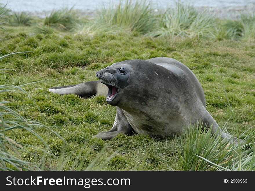 Elephant Seals Sout Georgia, Antarctica