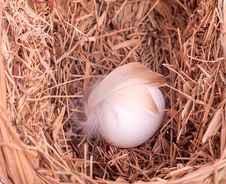 One White Egg With A Feather In The Nest Royalty Free Stock Image