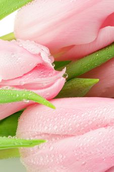 Pink Tulips Stock Images