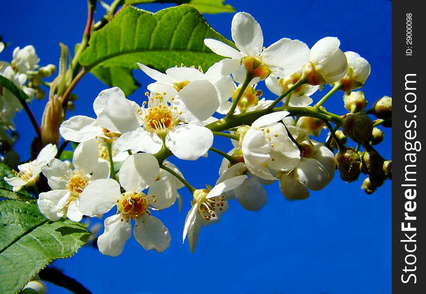 The branch of a bird cherry blossomed in a garden. The branch of a bird cherry blossomed in a garden