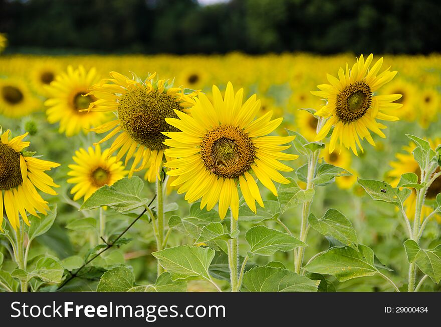 sunflowers flowers yellow