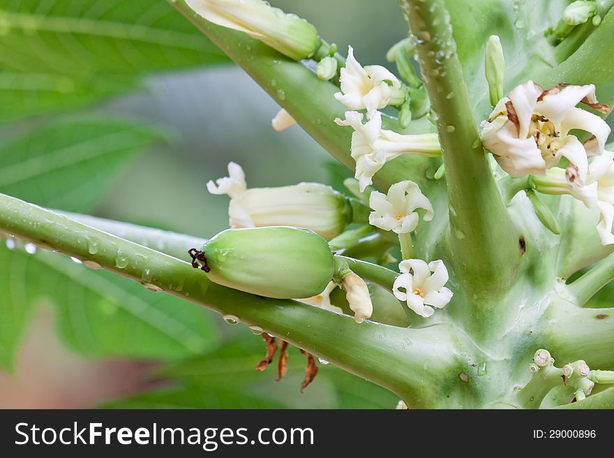 Young papaya fruit and papaya flower on papaya tree after rain drop.