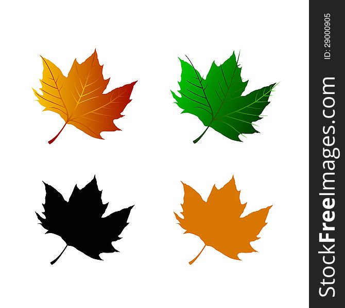 Vector image of collection of  leaf of maple