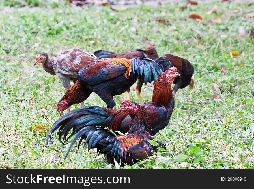 Group Of Chicken