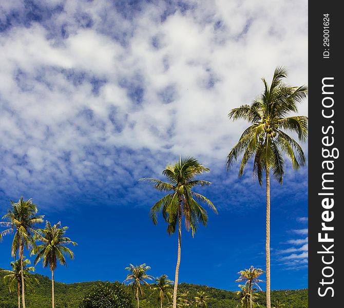 Coconut tree on blue sky background