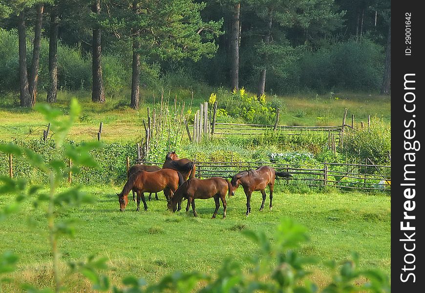 Group Of Horses In Field At Morning