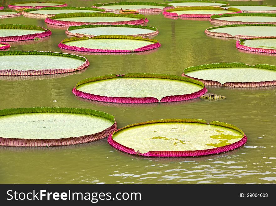 Giant leaves of Victoria amazonica lilies in Bolivia