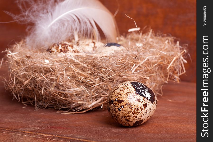 Quail egg near the nest with eggs and feather of a bird on wooden background