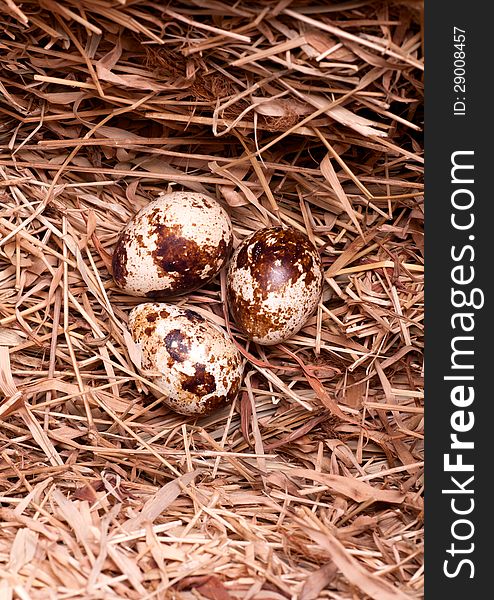 Three quail eggs are in the nest in the straw. Three quail eggs are in the nest in the straw